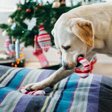 Peluche PLAY Cannes à Sucre