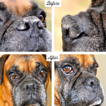 Natural Dog Company - Baume pour la truffe