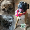 Natural Dog Company - Baume pour la truffe