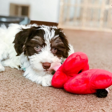 Peluche PLAY Puppy Love