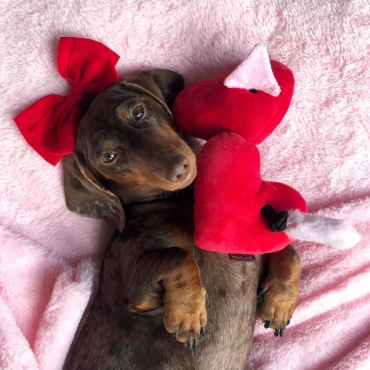 Peluche PLAY Puppy Love