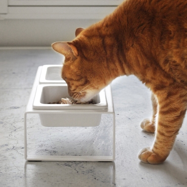 Modern Pet Bowl - Blanc