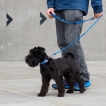 Collier Dog Copenhagen Urban Style Bleu