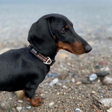 Collier Dog Copenhagen Urban Style Mocca