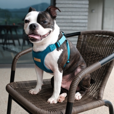Harnais Confort Charlie's Backyard bleu cobalt