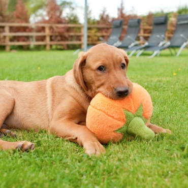 Peluche PLAY Pumpkin