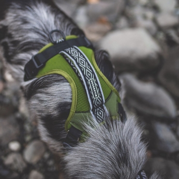 Harnais Wilderdog vert olive