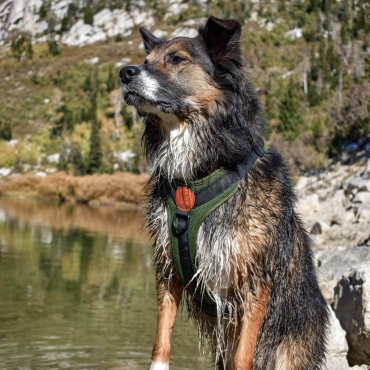Harnais Wilderdog vert olive