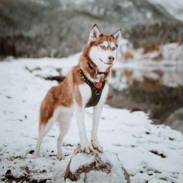 Harnais Wilderdog vert olive