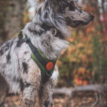 Harnais Wilderdog vert olive