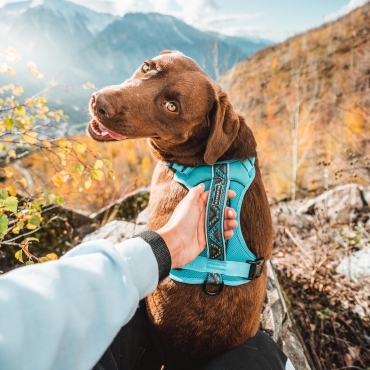 Harnais Wilderdog bleu azur