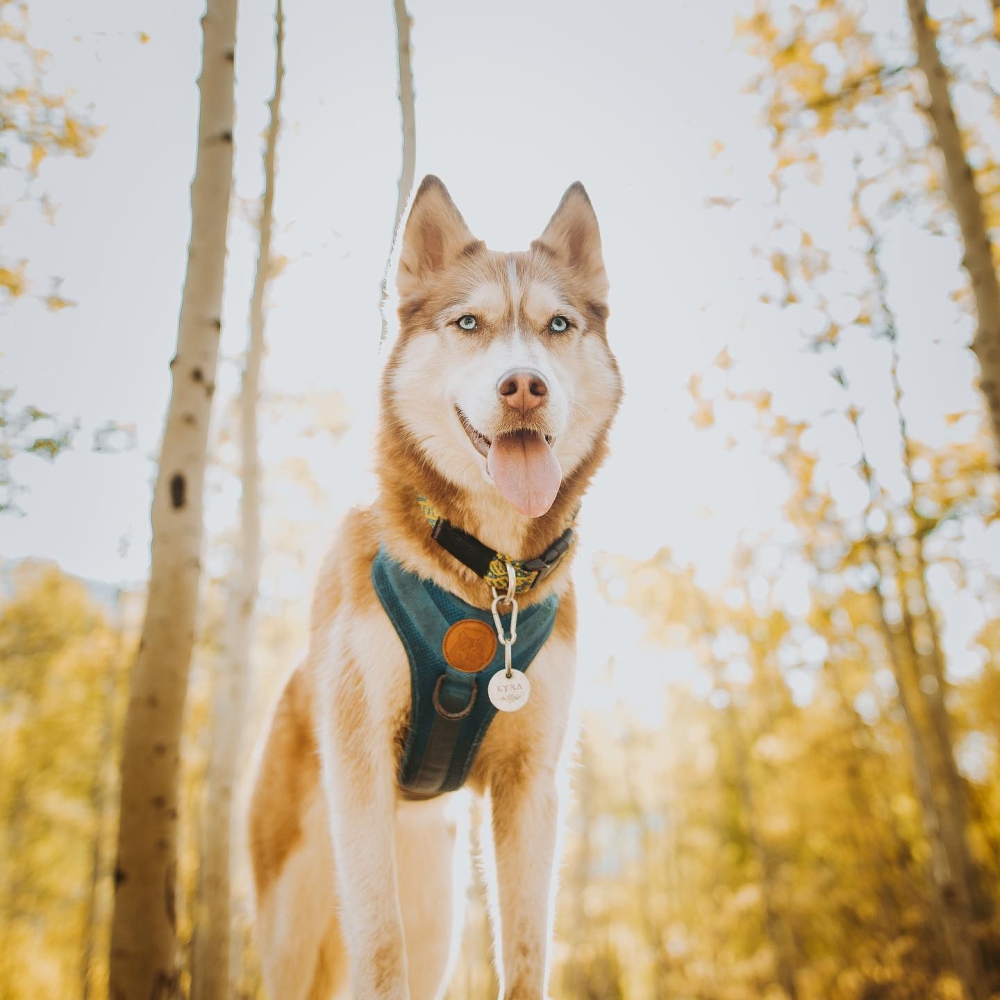 Harnais Wilderdog bleu azur Harnais Wilderdog bleu azur