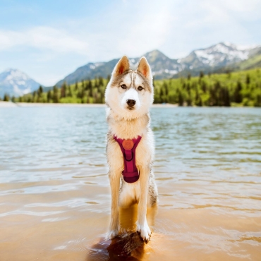 Harnais Wilderdog baie rose