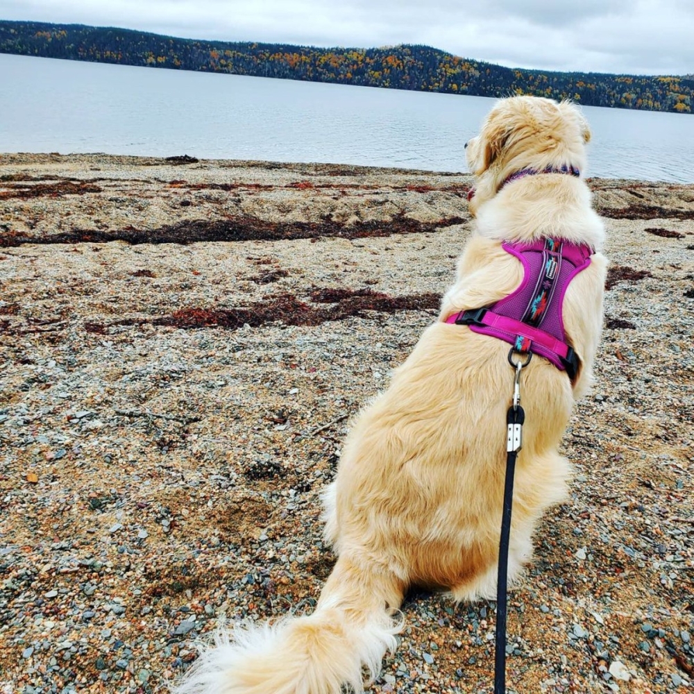 Harnais Wilderdog baie rose Harnais Wilderdog baie rose