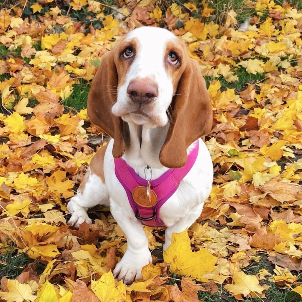Harnais Wilderdog baie rose Harnais Wilderdog baie rose
