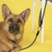 Laisse High5dogs Clic - Version Sport