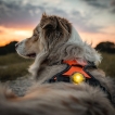 Lampe de sécurité Orbiloc - Jaune orangé - 3e génération