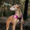 Lampe de sécurité Orbiloc - Violet - 3e génération