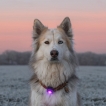 Lampe de sécurité Orbiloc - Violet - 3e génération