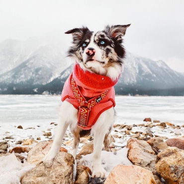 Harnais Hurtta Razzle-Dazzle Rose