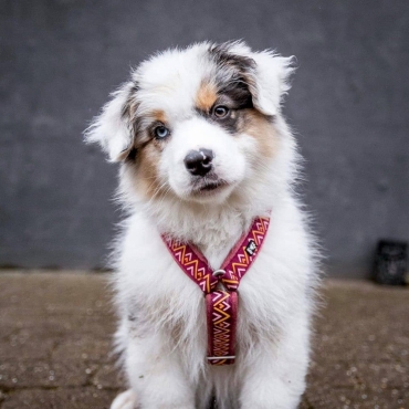 Harnais Hurtta Razzle-Dazzle Rose