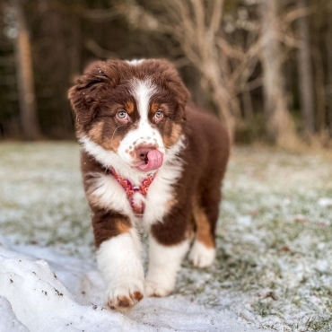 Harnais Hurtta Razzle-Dazzle Rose