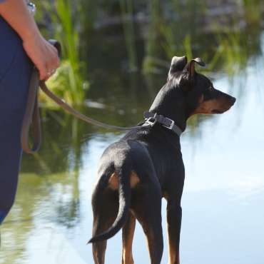 Laisse MiaCara Bologna Basalt