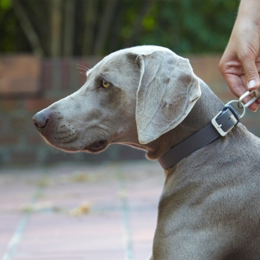 Laisse MiaCara Bologna Basalt