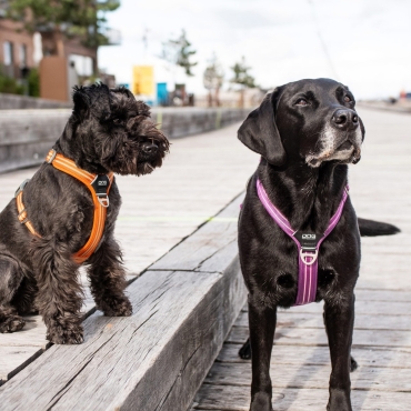 Harnais Dog Copenhagen Comfort Walk Air Violet - Le Maître des Lieux