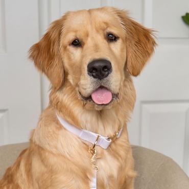 Collier imperméable Shop Sunny Tails - lavande