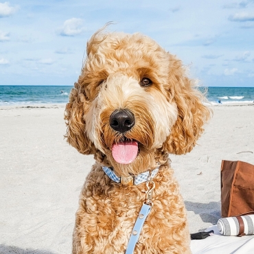 Collier imperméable Shop Sunny Tails - motif vichy