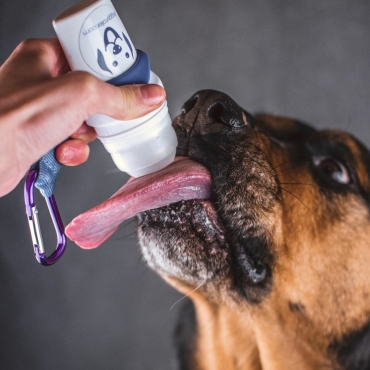 Doggyroller simple - Roll-on distributeur de friandises liquides - turquoise