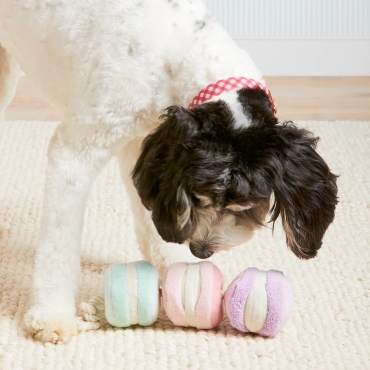 Jouet interactif Macarons – The Foggy Dog - le Maître des Lieux