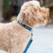 Collier Dog Copenhagen Urban Style Bleu - Le Maître des Lieux