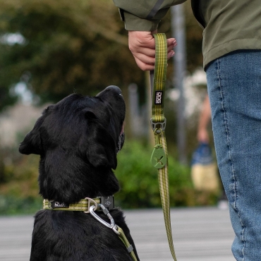 Collier Dog Copenhagen Urban Style Vert - Le Maître des Lieux