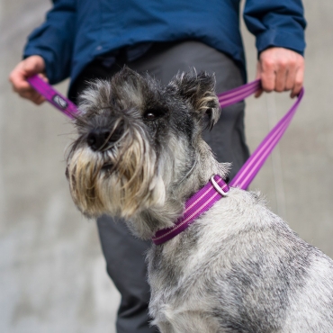 Collier Dog Copenhagen Urban Style Violet - Le Maître des Lieux