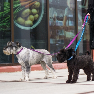 Collier Dog Copenhagen Urban Style Violet - Le Maître des Lieux