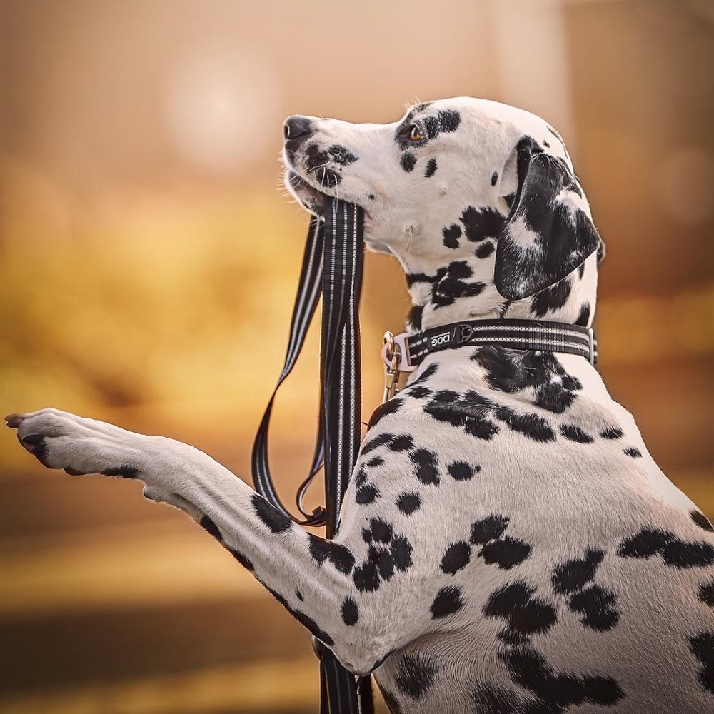 Collier Dog Copenhagen Urban Style Noir - Le Maître des Lieux Collier Dog Copenhagen Urban Style Noir - Le Maître des Lieux