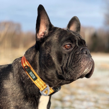 Collier Dog Copenhagen Urban Style Orange - Le Maître des Lieux
