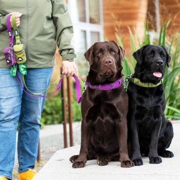 Collier Dog Copenhagen Urban Explorer Violet - Le Maître des Lieux