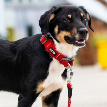Collier Dog Copenhagen Urban Explorer Rouge - Le Maître des Lieux