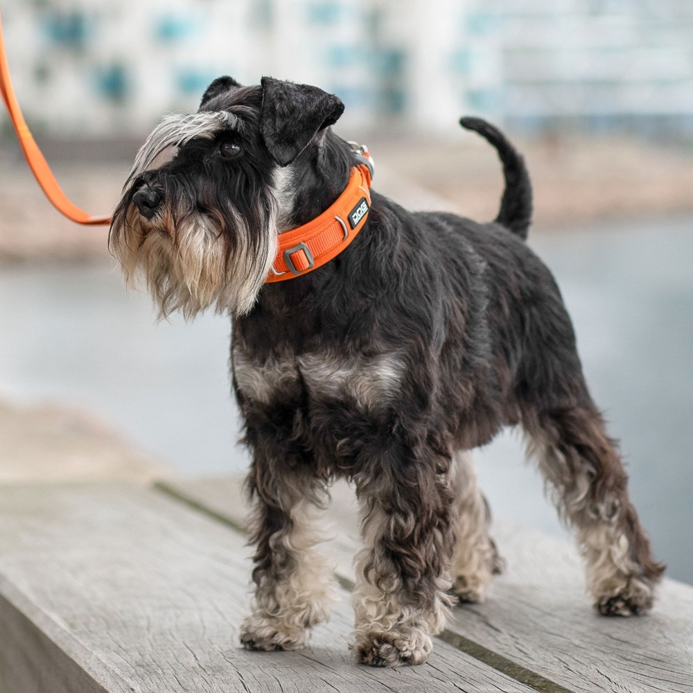 Collier Dog Copenhagen Urban Explorer Orange - Le Maître des Lieux Collier Dog Copenhagen Urban Explorer Orange - Le Maître des Lieux