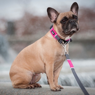 Collier Dog Copenhagen Urban Explorer Rose - Le Maître des Lieux