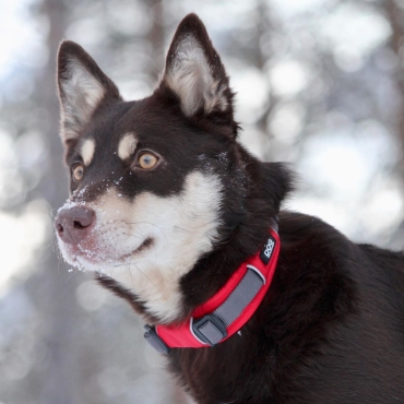 Collier Dog Copenhagen Urban Explorer Rouge - Le Maître des Lieux