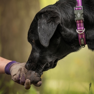 Collier Dog Copenhagen Urban Style Violet - Le Maître des Lieux