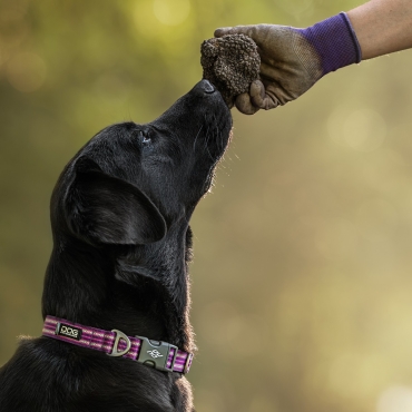 Collier Dog Copenhagen Urban Style Violet - Le Maître des Lieux