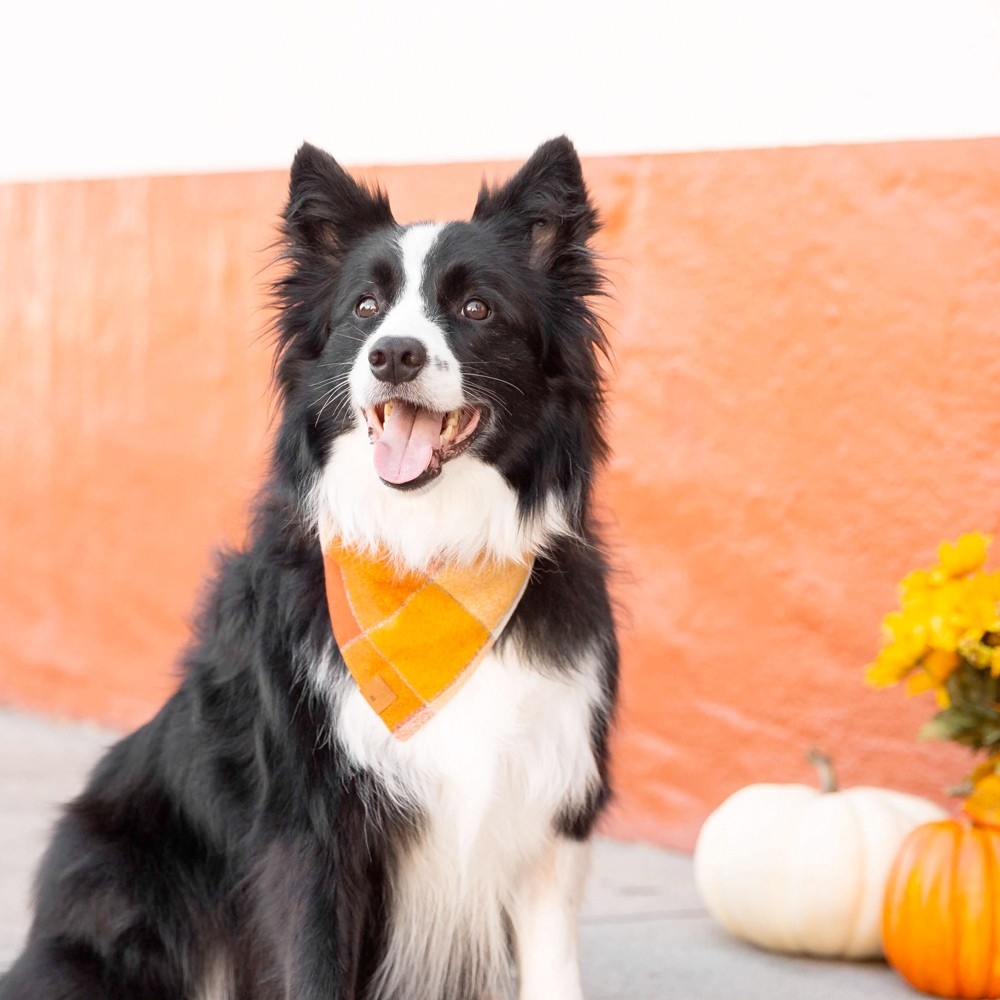 Bandana pour chien - The Foggy Dog Pumpkin Spice Latte - le Maître des Lieux Bandana pour chien - The Foggy Dog Pumpkin Spice Latte - le Maître des Lieux