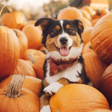 Bandana pour chien - The Foggy Dog Warm Cider  - le Maître des Lieux