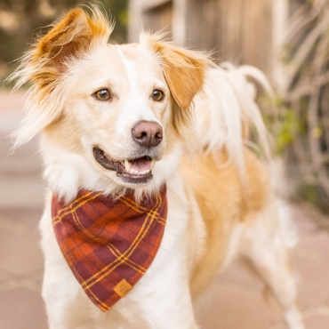 Bandana pour chien - The Foggy Dog Warm Cider  - le Maître des Lieux