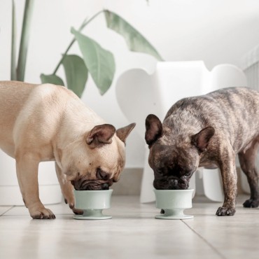 Pot à lécher pour chien Lunoji - CHEWDEN Trove - vert sauge - Le Maître des Lieux